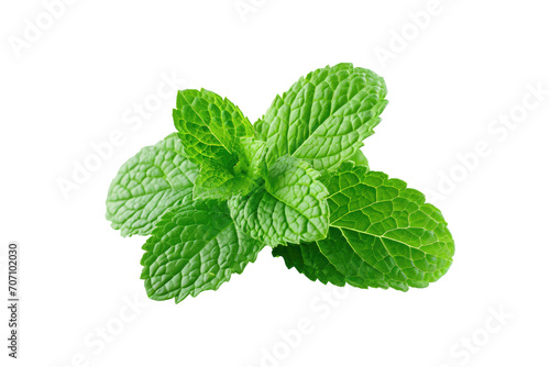 healthy mint isolated on white