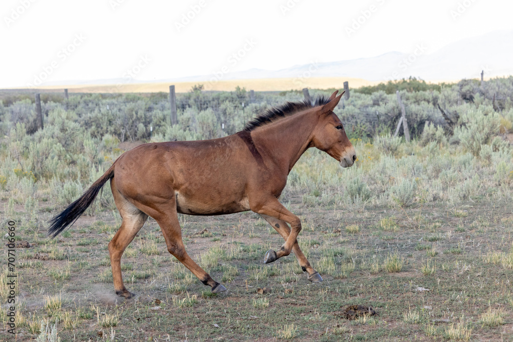 Mule galloping Mule galloping