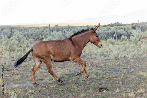 Mule galloping