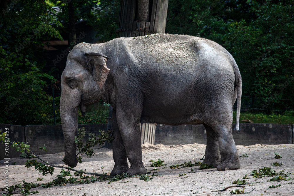 Big Elephant in Open Air Enclosure