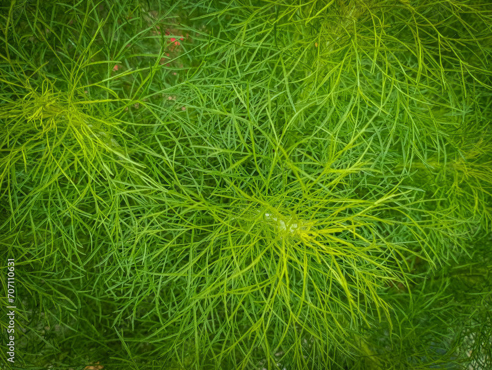 green grass background, Background texture green leaf structure macromedia photography green grass background, Background texture green leaf structure macromedia photography