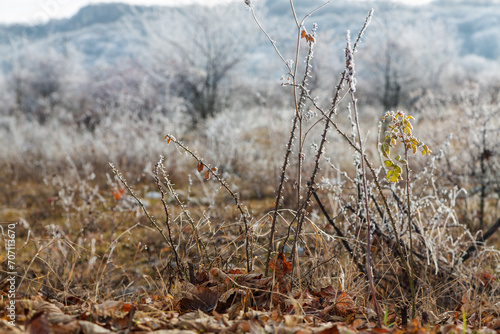 Frozen plants, grass and trees in winter