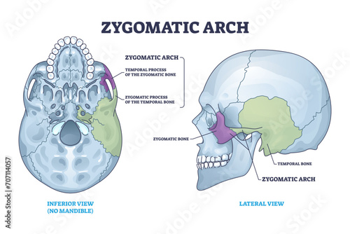 Zygomatic acrh with skull cheekbone skeletal parts anatomy outline diagram, transparent background. Labeled educational medical scheme. photo