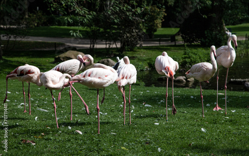 Small Group of Flamingos 