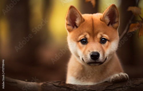 Puppy inuzuka, in the style of emotive expression, soft-focus technique