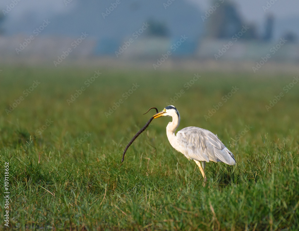 Obraz premium A Grey Heron is Mainly seen as singles or in small groups, standing quietly in or at the edge of water, less often hunting in fields. 
