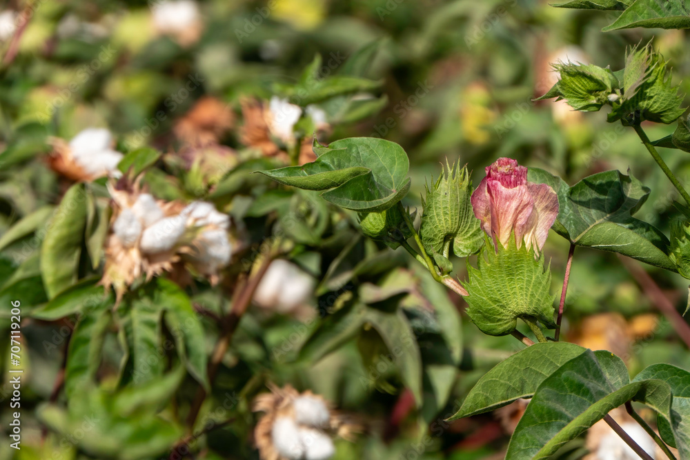Delicate cotton flower closeup among green foliage Delicate cotton flower closeup among green foliage