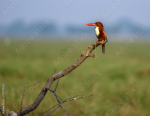 Konstfotografi The White-Throated kingfisher also known as the White-Breasted kingfisher is a t