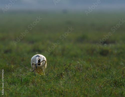 The Black Headed Ibis is a species of wading bird of the ibis family . photo