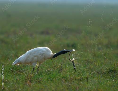 The Black Headed Ibis is a species of wading bird of the ibis family . photo