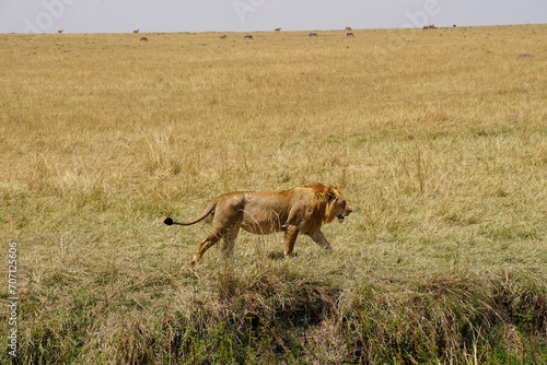 african wildlife, lion, grass