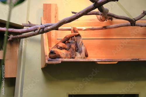 baby sloth and mother sloth in a shelf photo
