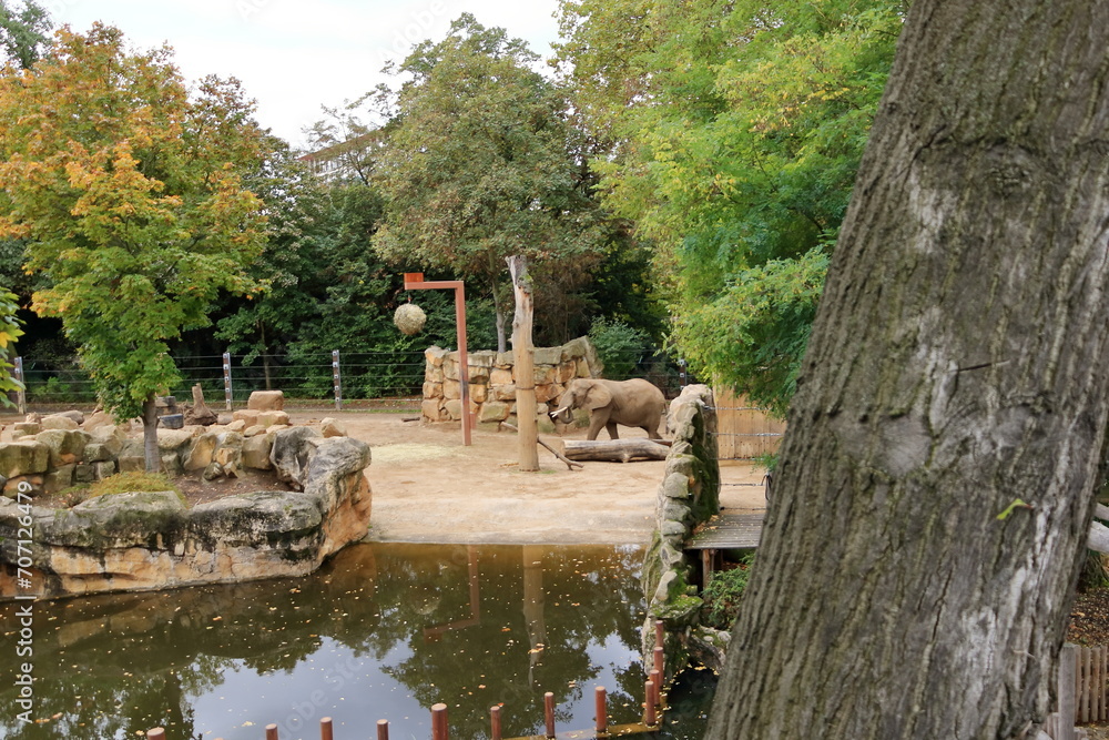 an african elephant stretches for food an african elephant stretches for food
