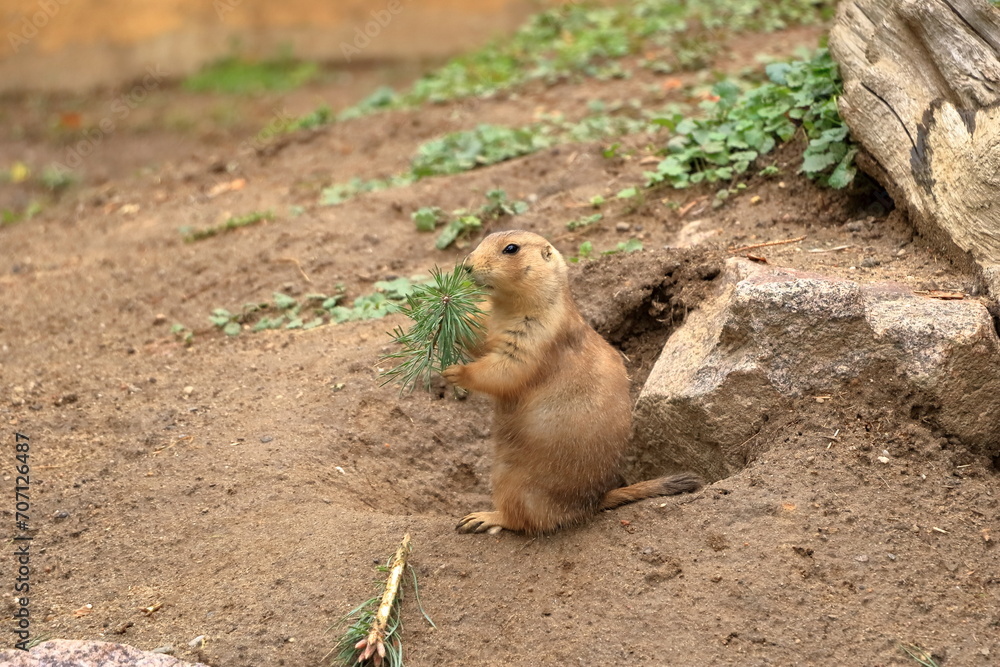 A black tailed prairie dog eats a green branch A black tailed prairie dog eats a green branch