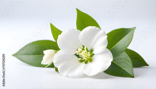 white jasmine flower on the white background. AI