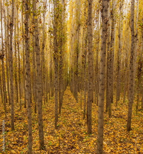 "Abstract photograph of autumn poplar trees."