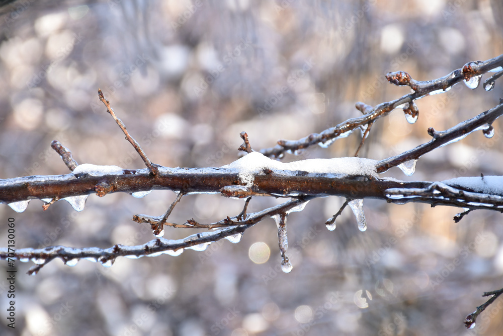 Ice covered tree branch on shiny sunlight bokeh background. Frosty winter day, cold weather, sunshine, white snow, frozen nature.