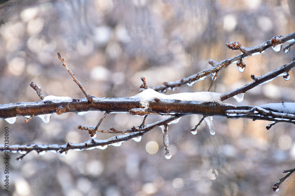 Ice covered tree branch on shiny sunlight bokeh background. Frosty winter day, cold weather, sunshine, white snow, frozen nature. Ice covered tree branch on shiny sunlight bokeh background. Frosty winter day, cold weather, sunshine, white snow, frozen nature.