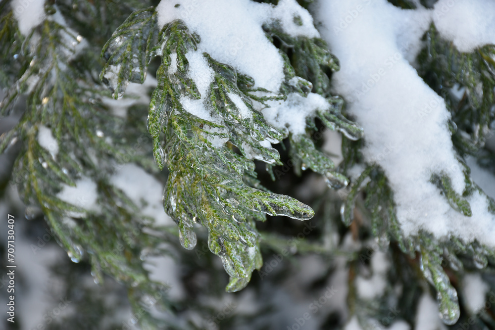Thuja tree covered with white snow and ice. Hand-shaped branch. Frosty winter day, frozen, nature details, evergreen, coniferous tree.