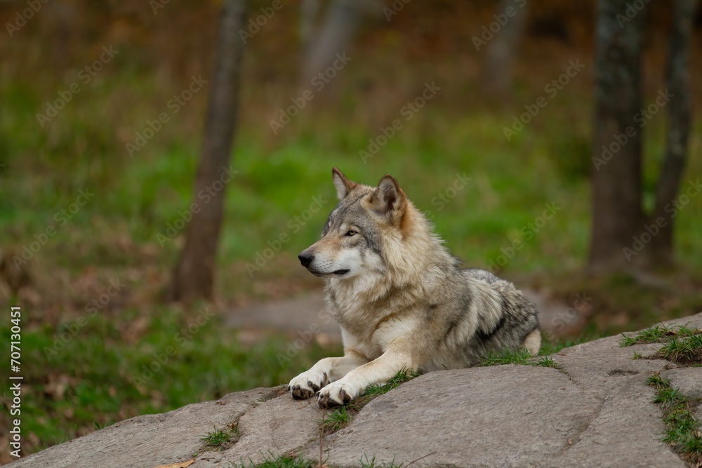 A lone Timber wolf or Grey Wolf Canis lupus resting on top of a rock looks back on an autumn day in Canada