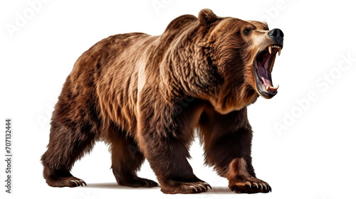 brown bear cub © Antonio