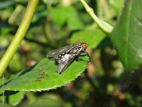 Flesh fly (Sarcophaga sp.), female with red eyes and chequered abdomen sitting on a rese leaf  photo