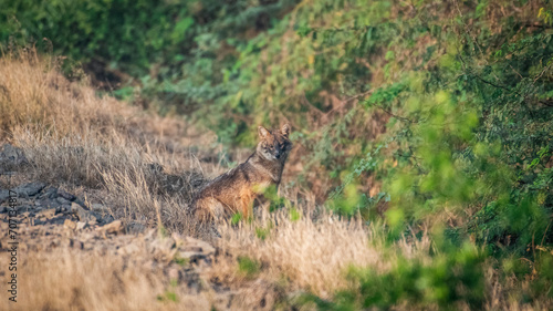 Wildlife Photography Expedition