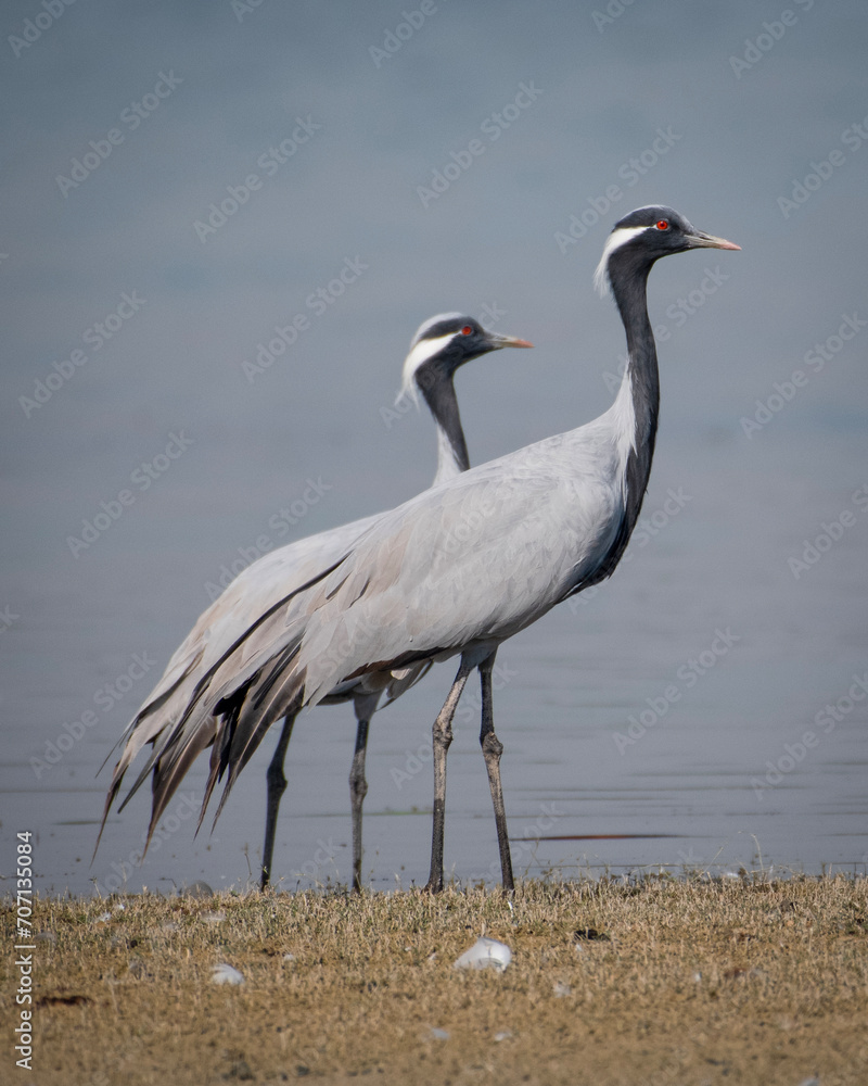 Obraz premium Wildlife Photography Expedition