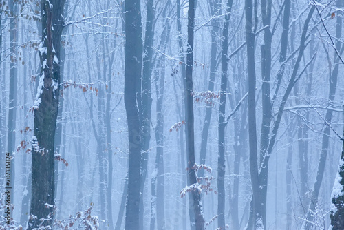 Winter forest wood background with fog © Maksym Dykha