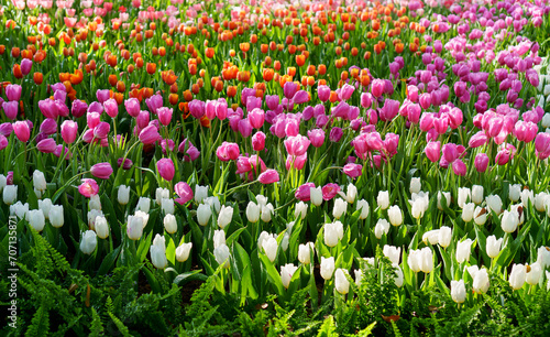 Colorful tulip flowers with droplet of water blooming in a tulip field, background of blurry tulip flowers in the sunrise light at Chaing Mai, Thailand.