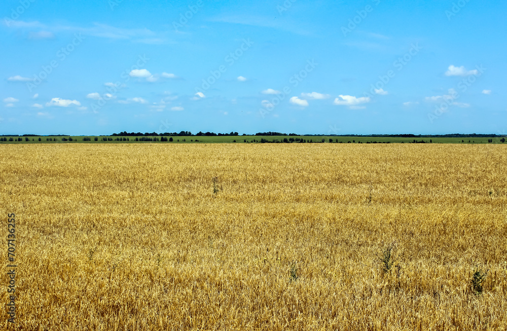 A field planted with wheat against a blue sky.