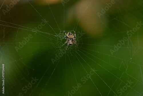spotted orb-weaver spider from genus neoscona on its web, waiting for prey, with natural bokeh background