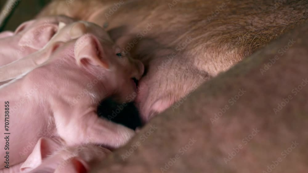 Momma pig feeding baby pigs, Close-up of Many newborn piglet is sucking milk from a mother pig ,4k,livestock Momma pig feeding baby pigs, Close-up of Many newborn piglet is sucking milk from a mother pig ,4k,livestock