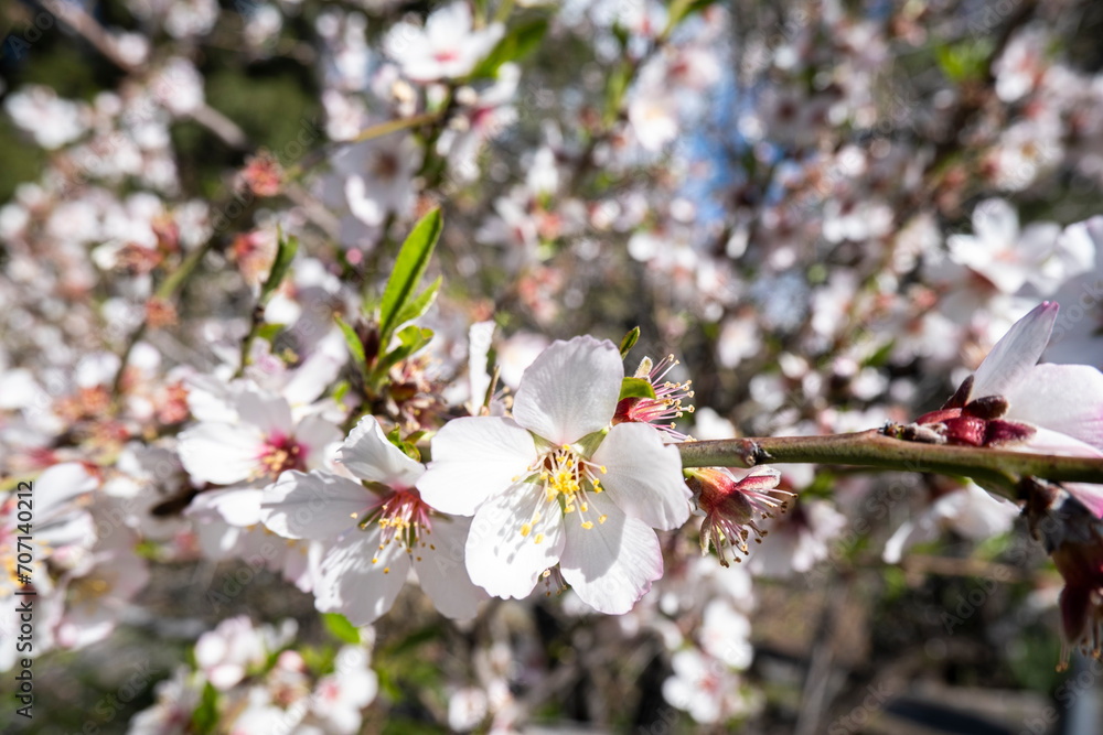 Obraz premium Vivid almond blossoms in full bloom, with a detailed focus on the pink petals and yellow stamens against a blurred background.