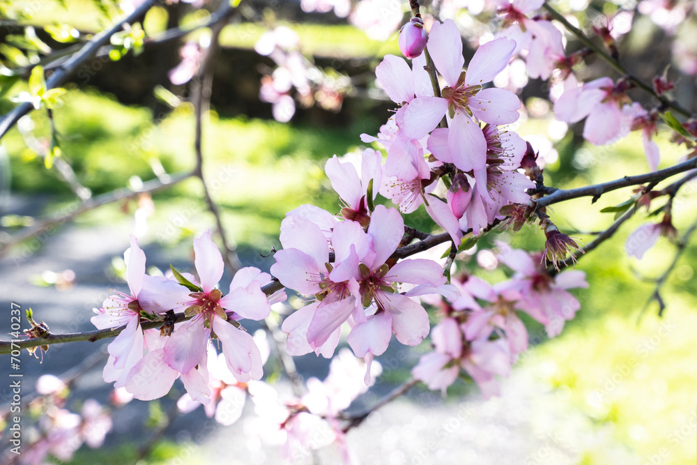Soft pink almond flower blossoms cin the garden symbolizing the freshness and joy of the spring season.