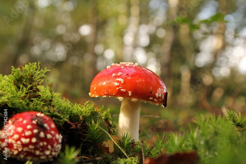 a red mushroom at green moss in a forest in autumn closeup and bokeh in the background
