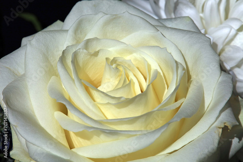 Closeup image of a sunlit white China Rose bloom  Derbyshire England