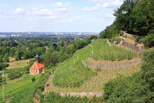 Wine growing in Pillnitz at the Saxon Wine Route, Germany