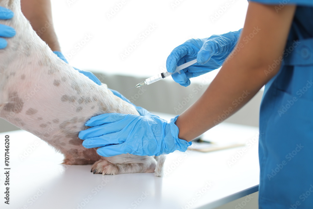 Veterinarian is vaccinating a small dog against rabies in the animal hospital. Veterinarian is vaccinating a small dog against rabies in the animal hospital.