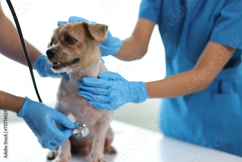Fototapeta Naklejka Na Ścianę i Meble -  Veterinarian and assistant working on dog health check in veterinarian's office.