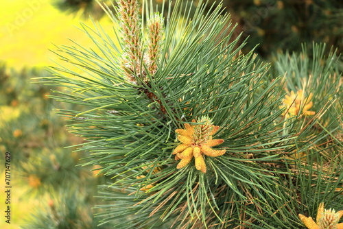 Pinus sylvestris Scotch pine European red pine Scots pine or Baltic pine branch with cones flowers and pollen