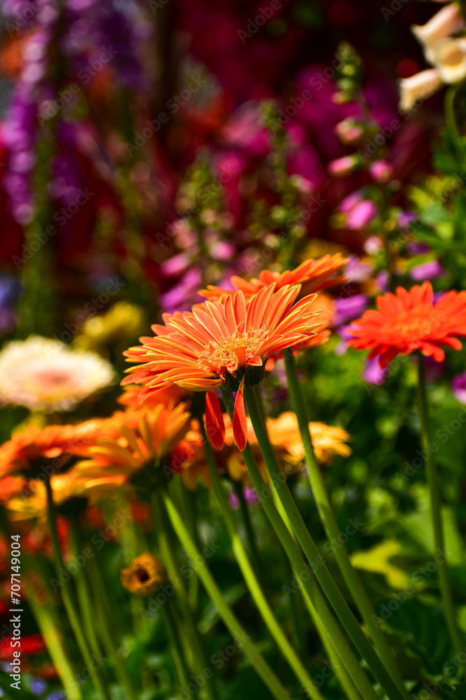 Close-up of Transvaal daisy in the garden. Bright orange wild flower, daisy, in the garden. Nature and landscape. Close-up of Transvaal daisy in the garden. Bright orange wild flower, daisy, in the garden. Nature and landscape.