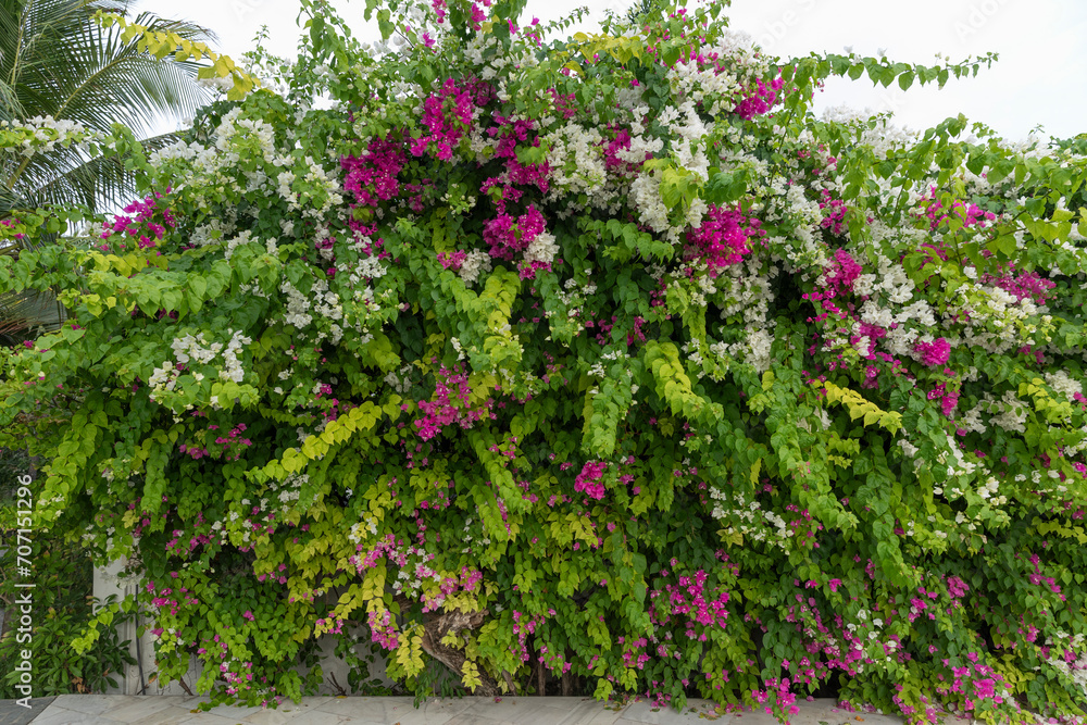 Bougainvillea plant with white and purple flowers. Wide angle shot