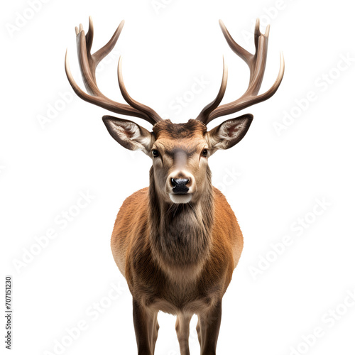 Deer stands isolated on white or transparent background