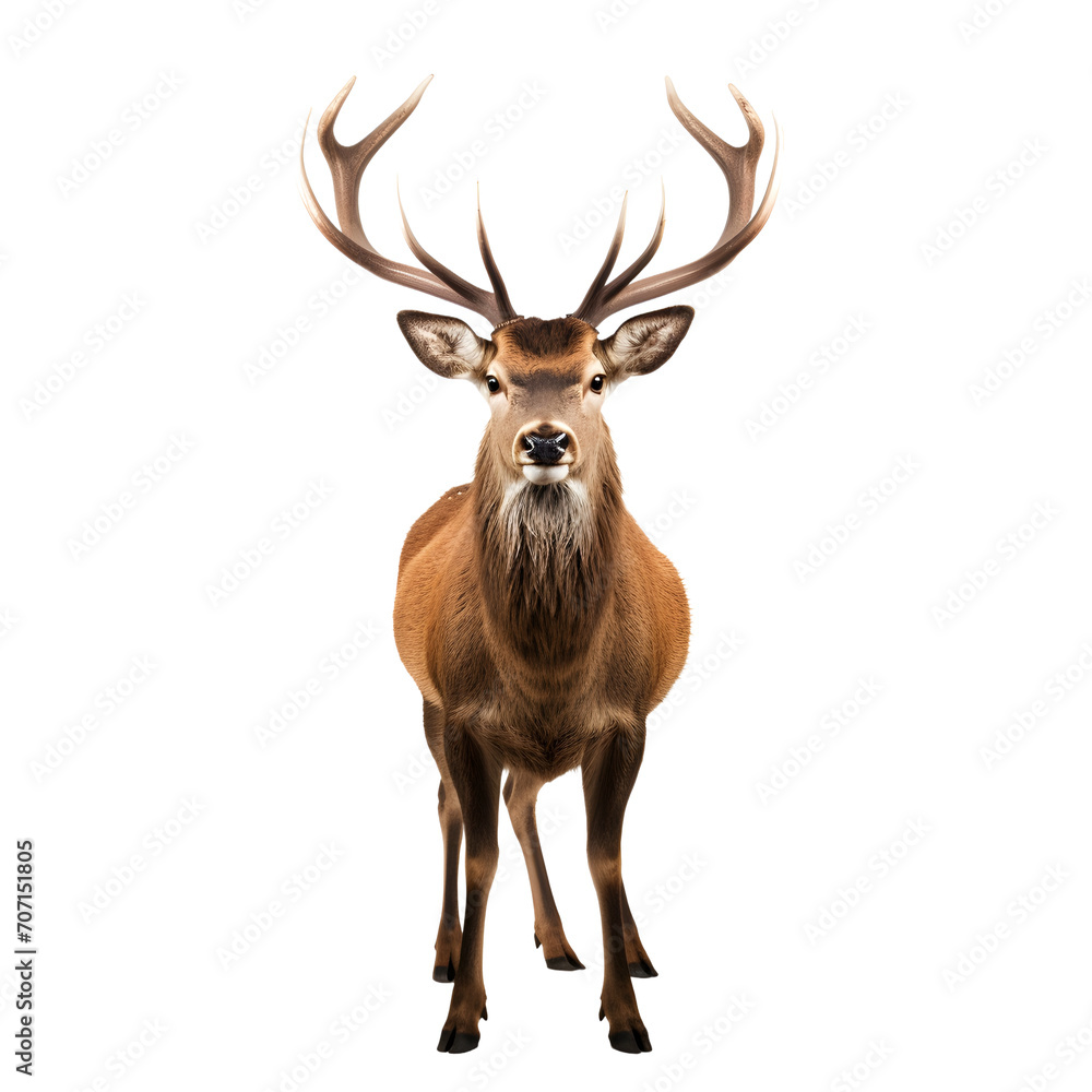 Suprised Deer isolated on white or transparent background