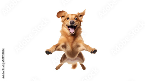 Happy excited jumping dog, isolated on white or transparent background