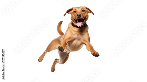 Happy excited dog jumping  isolated on white or transparent background