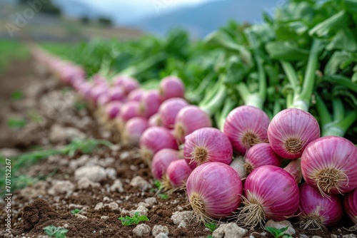 onions on a field