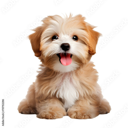 Smiling maltipool Maltese poodle puppy, little dog pet teddy brown white isolated or transparent background