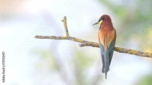 In the bee eaters colony (Merops apiaster) photo